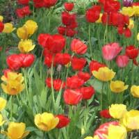 Check spelling or type a new query. Pagina Mea Eugenia1960 Didactic Ro