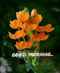 Happy Orange Morning Images Good Morning Cards Good Morning Flowers