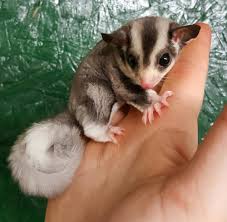 Sugar Glider Care Even Keel Exotics