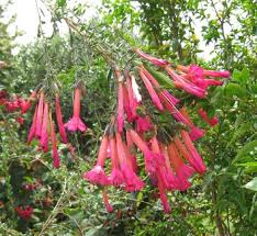 Image result for Cantua