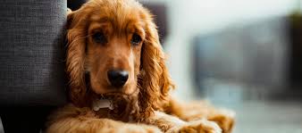 Pets in ireland (keyword:bichon frise). Dogs For Sale Pups And Puppies For Sale View All Pups Pedigreedogs Ie