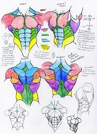 Check spelling or type a new query. Muscle Reference Torso By 10kk Deviantart Com On Deviantart Human Anatomy Art Figure Drawing Reference Drawing Reference