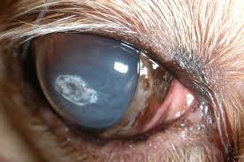 Once infected, the majority of cats do not get rid of the virus. Using Bandage Contact Lenses For Dogs And Cats Medvet