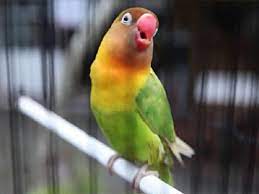 Tahapan mencetak lovebird betina konslet versi dika cyril. Mengetahui Cara Bikin Lovebird Ngekek Mangap Paling Mudah