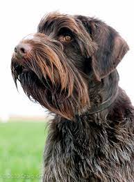 It combines independent action with the ability to be directed by the hunter. Pin By Gerard Niessen On Feathers And Flies Hunting Dogs Griffon Dog Black Dogs Breeds