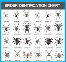 spider identification chart shows you what to do in an