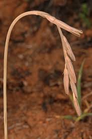 Image result for Dipcadi marlothii