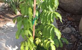 Image result for Fernandoa magnifica