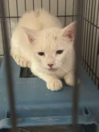 Let's welcome our new members! The group is happy to have you! Lydia Young,  Jo-Anne Ward, Ruth Johnson, Brooke Morin, Becky Patterson Gomes, Liz  Machado, Mike Hunt-itch, Melissa Carvalho, Patricia Bedford, Jing