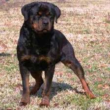 Look forward to buy a rottweiler pup for your family? 6 Best Rottweiler Breeders In North Carolina 2021 We Love Doodles