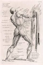 Check spelling or type a new query. Anatomical Drawing Of Human Body William Cowper 1700 Flickr