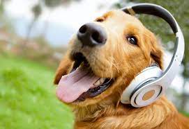 Animals And Music Do They Have Their Own Song