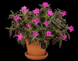 Image result for Ruellia makoyana
