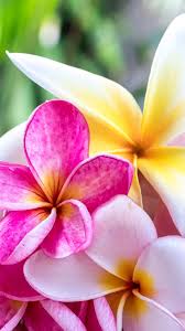 Redmi note 6 pro ringtones and wallpapers. Flower Wallpaper Xiaomi