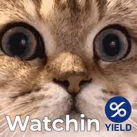 Funny Cat Meme Gifs Get The Best Gif On Giphy