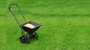 But it needs weekly watering and routine care to remain in good condition. When To Fertilize Bermuda Grass In Texas Tlc Landscapes Llc