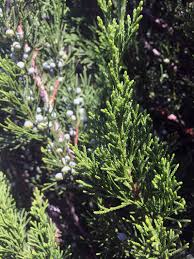 The spartan juniper (juniperus chinensis 'spartan') is an elegant chinese juniper for formal gardens and stately landscapes all across the country! Juniper Spartan Chambersville Tree Farms
