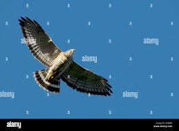Broad winged hawks hi-res stock photography and images - Alamy