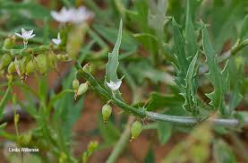 Image result for Oxygonum