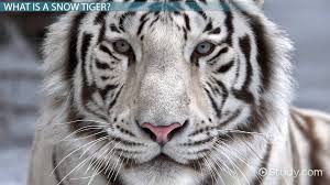 Snow Tiger Facts Lesson For Kids Video Lesson Transcript Study Com