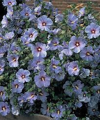 Bluebird rose of sharon potted plant. Take A Look At This Live Bluebird Rose Of Sharon Set Of Three On Zulily Today Rose Of Sharon Spring Hill Nursery Spring Garden