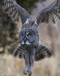 The Actual Length Of Owl Legs Will Never Stop Being Funny Gray Owl Great Grey Owl Pet Birds