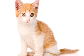 Male tabby cats especially have a lot of character, so the name you choose for them really does matter. 165 Orange Cat Names Male Female Unisex Names We Re All About Cats