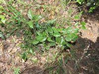 Image result for Albertisia exelliana