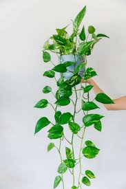 The Best Indoor Hanging Plants In 2020 Best Indoor Hanging Plants Ivy Plant Indoor Hanging Plants