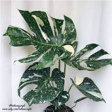 It's also scarily easy to up and kill them with kindness, or what you think is the right thing to do, especially if you haven't owned a monstera before. The Must Read Thai Constellation Monstera Care Guide