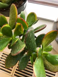 Sometimes when plant leaves turn yellow it can be from a nutritional issue but the most common cause of yellowing leaves is over watering and that the root system has or had 'wet feet'. The Leaves On My Jade Plant Are Turning Yellow It S Getting Bright Sun Watered Only When Dry And Is In A Well Draining Pot Should I Be Worried Succulents