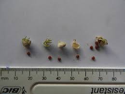 Image result for Crotalaria anthyllopsis