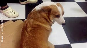 Meet My Lovely Neighbor Corgi Must Try The Smellest Street Food In Hano In 2020 Corgi Street Food Lovely