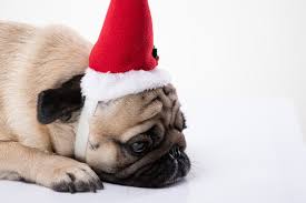 Sad Santa Photos Royalty Free Images Graphics Vectors Videos Adobe Stock