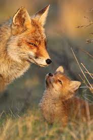 Mother And Child Animals Nature Animals Cute Animal Pictures