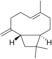 Image result for Monanthotaxis afra