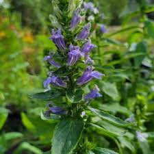 Image result for Lobelia inconspicua