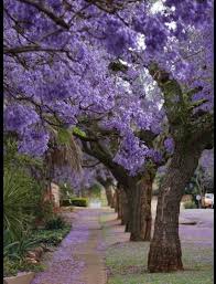 Following flowering, trees are loaded with seed pods that look like chinese lanterns. 10 Jacaranda Tree Seeds Etsy In 2021 Jacaranda Tree Beautiful Tree Purple Trees