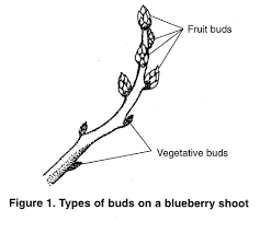Bulletin 2253 Growing Highbush Blueberries Cooperative