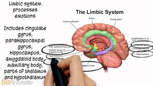 Diagram of the central nervous system (cns) and peripheral nervous system (pns). Nervous Systems Organismal Biology