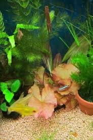 ニムファの浮き葉 ゆるゆるアクアライフ