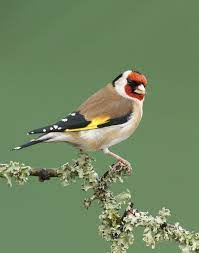 goldfinch 500px goldfinch wild birds photography finches bird