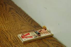 Maybe you would like to learn more about one of these? Setting A Mouse Trap The Best Mouse Trap Humane Mouse Traps Glue Mouse Traps The Best Mouse Trap Baits 15 Steps With Pictures Instructables