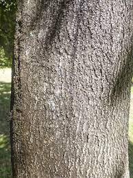 Image result for Macadamia aff. integrifolia