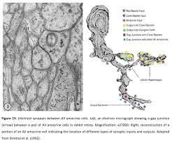It is also a site for many diseases and a site of action for many pharmacological drugs.1234 in this article, the nmj of skeletal muscle will be discussed. Myriad Roles For Gap Junctions In Retinal Circuits Webvision