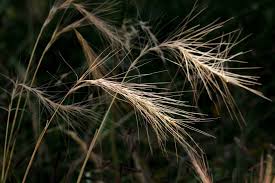 Image result for Macrotyloma ellipticum