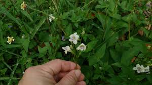 Image result for Asystasia malawiana