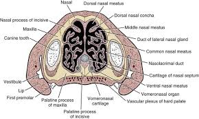Both are lined mucous membranes. The Respiratory System Veterian Key