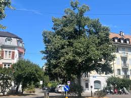 Obsessed With Bakers Timmarie Black Dick