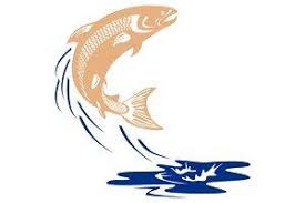 Atlantic Salmon Fish Jumping Water I In 2020 Salmon Drawing Salmon Fish Atlantic Salmon